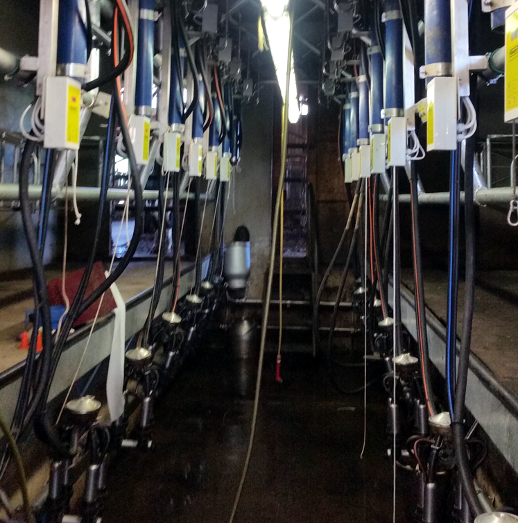 Melkstand DeLaval mit favorit Elektronik AFS4