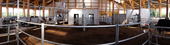 Kuhtreiber Nachtreiber rund mit 2 Armen