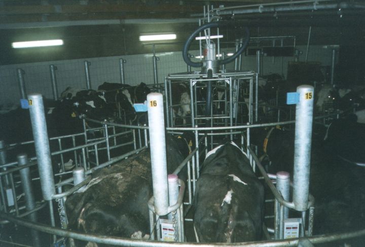 Schwimmendes Melkkarussell 24 Plätze mit Milchmengenmessung und Melkplatzmanager im Melkbetrieb