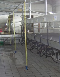 Fischgrätenmelkstand mit Milchmengenmessung AF9 und automatischer Abnahme
